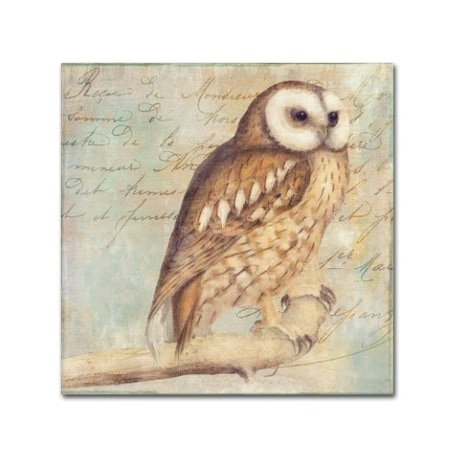 Color Bakery 'White-Faced Owl' Canvas Art,18x18